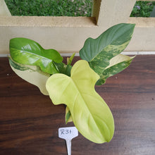 Load image into Gallery viewer, #R31 Variegated Philodendron Bipennifolium