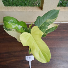 Load image into Gallery viewer, #R31 Variegated Philodendron Bipennifolium