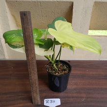 Load image into Gallery viewer, #R31 Variegated Philodendron Bipennifolium