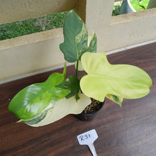 Load image into Gallery viewer, #R31 Variegated Philodendron Bipennifolium