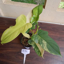 Load image into Gallery viewer, #R31 Variegated Philodendron Bipennifolium