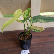 Load image into Gallery viewer, #R31 Variegated Philodendron Bipennifolium