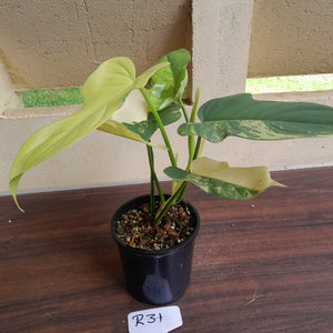 #R31 Variegated Philodendron Bipennifolium