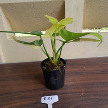 Load image into Gallery viewer, #R31 Variegated Philodendron Bipennifolium