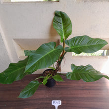 Load image into Gallery viewer, #D52 Large Philodendron Mamei x Verrucosum