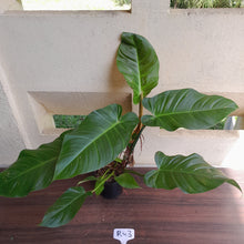 Load image into Gallery viewer, #D52 Large Philodendron Mamei x Verrucosum