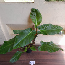 Load image into Gallery viewer, #D52 Large Philodendron Mamei x Verrucosum