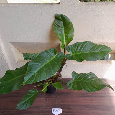 #D52 Large Philodendron Mamei x Verrucosum