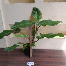 Load image into Gallery viewer, #D52 Large Philodendron Mamei x Verrucosum