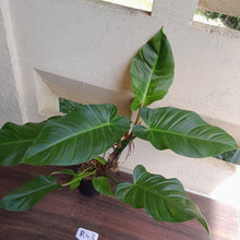Load image into Gallery viewer, #D52 Large Philodendron Mamei x Verrucosum