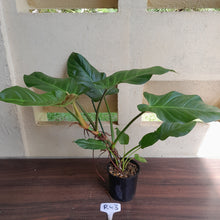 Load image into Gallery viewer, #D52 Large Philodendron Mamei x Verrucosum