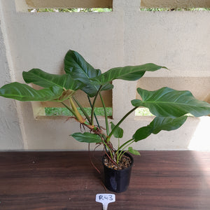 #D52 Large Philodendron Mamei x Verrucosum