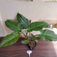 Load image into Gallery viewer, #D52 Large Philodendron Mamei x Verrucosum