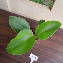 Load image into Gallery viewer, #R400 Philodendron Rugosum