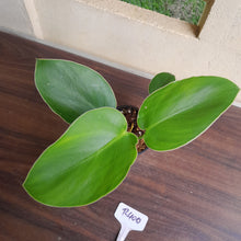 Load image into Gallery viewer, #R400 Philodendron Rugosum