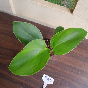 #R400 Philodendron Rugosum