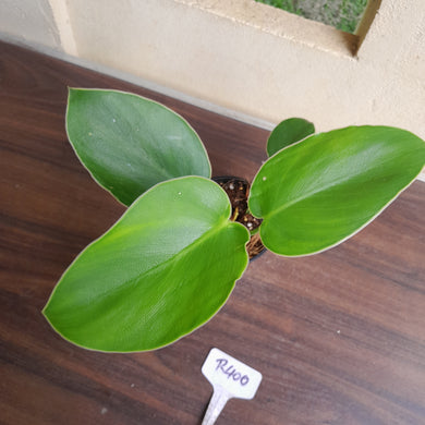 #R400 Philodendron Rugosum