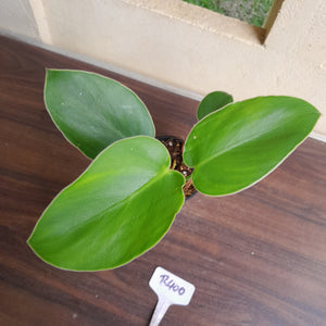 #R400 Philodendron Rugosum