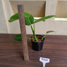 Load image into Gallery viewer, #R400 Philodendron Rugosum