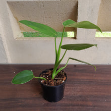 Load image into Gallery viewer, #R400 Philodendron Rugosum