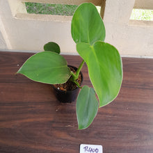 Load image into Gallery viewer, #R400 Philodendron Rugosum