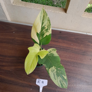 #R11 Variegated Philodendron Bipennifolium