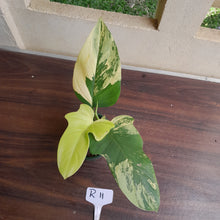 Load image into Gallery viewer, #R11 Variegated Philodendron Bipennifolium