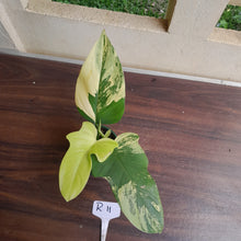 Load image into Gallery viewer, #R11 Variegated Philodendron Bipennifolium