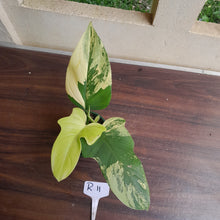 Load image into Gallery viewer, #R11 Variegated Philodendron Bipennifolium