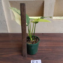 Load image into Gallery viewer, #R11 Variegated Philodendron Bipennifolium