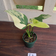 Load image into Gallery viewer, #R11 Variegated Philodendron Bipennifolium