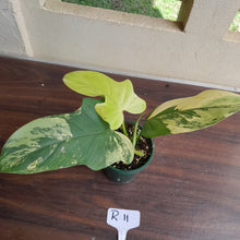 Load image into Gallery viewer, #R11 Variegated Philodendron Bipennifolium