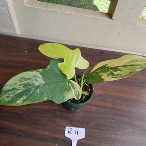 #R11 Variegated Philodendron Bipennifolium