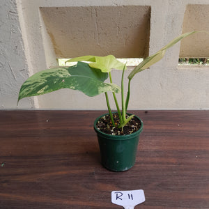 #R11 Variegated Philodendron Bipennifolium