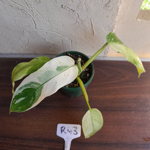 #R43 Philodendron Jose Buono