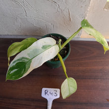 Load image into Gallery viewer, #R43 Philodendron Jose Buono