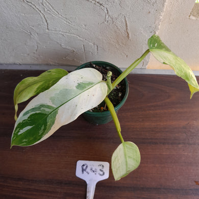 #R43 Philodendron Jose Buono
