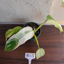Load image into Gallery viewer, #R43 Philodendron Jose Buono