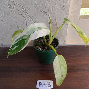 #R43 Philodendron Jose Buono
