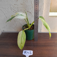 Load image into Gallery viewer, #R43 Philodendron Jose Buono