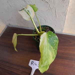 #R43 Philodendron Jose Buono