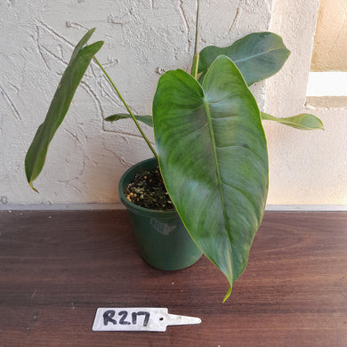 #R217 Philodendron Sharoniae