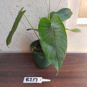 #R217 Philodendron Sharoniae