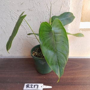 #R217 Philodendron Sharoniae