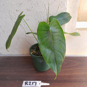#R217 Philodendron Sharoniae