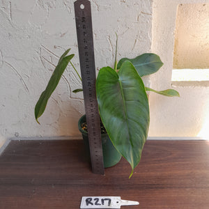#R217 Philodendron Sharoniae