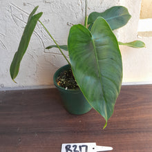 Load image into Gallery viewer, #R217 Philodendron Sharoniae