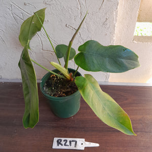 #R217 Philodendron Sharoniae