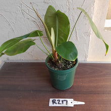 Load image into Gallery viewer, #R217 Philodendron Sharoniae