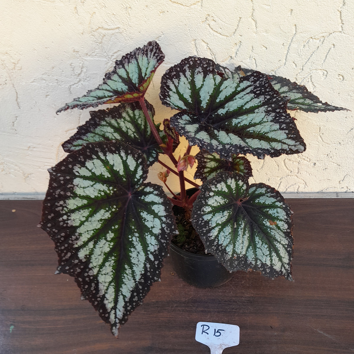 #R15 Begonia Fireworks – J & S Plant Pickers